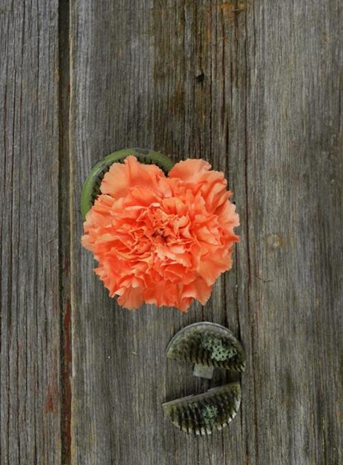 ORANGE CARNATIONS